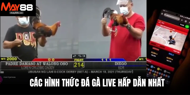 Các hình thức đá gà live hấp dẫn nhất 