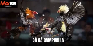 Đá gà Campuchia