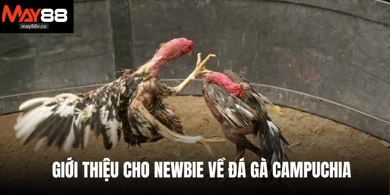 Giới thiệu cho newbie về đá gà Campuchia