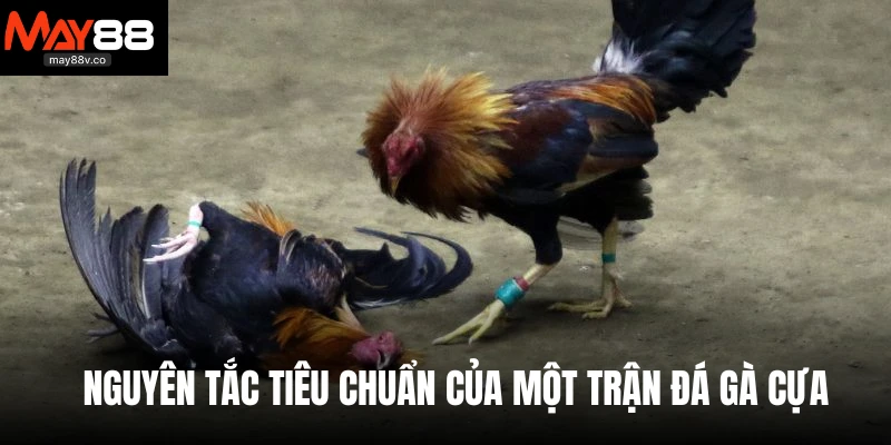 Nguyên tắc tiêu chuẩn của một trận đá gà cựa 